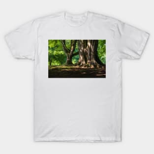 Belfast Woods T-Shirt